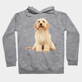 Cockapoo dog Hoodie